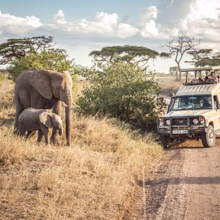 Safaris dans le parc national du Serengeti 2