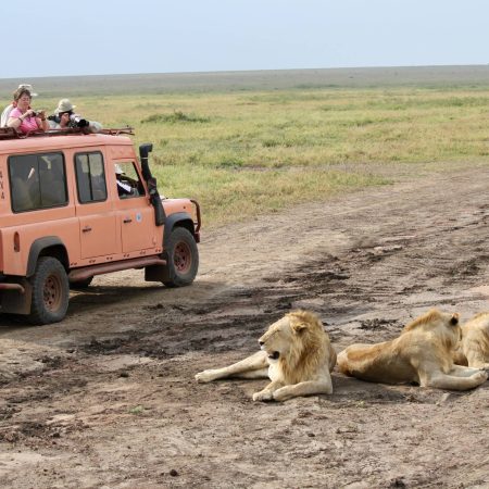 Serengeti-Safari-Land Rover-Löwenschuppen